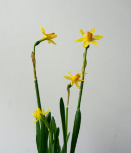 Daffodils
